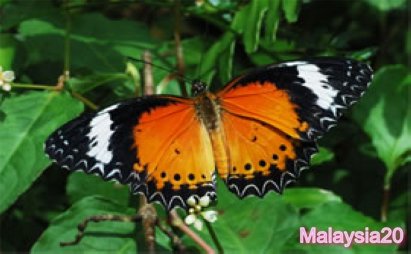 Penang Butterfly Farm Teluk Bahang